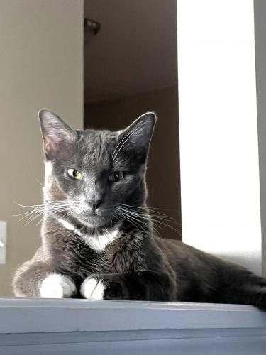 Lost Male Cat last seen Box Car Square, Sterling, Sterling, VA 20166