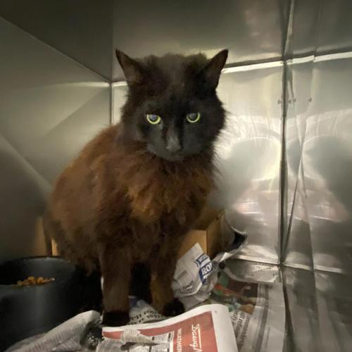 Found/Stray Male Cat last seen BRADLEY GIN, Monroe, GA 30656