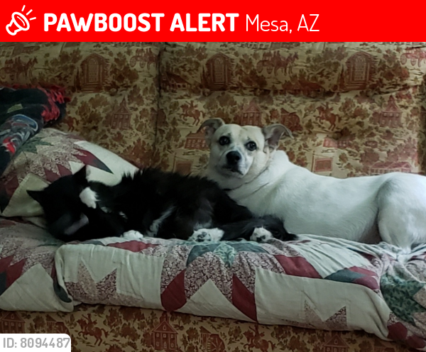 Lost Female Cat last seen Southern and Lindsey, Mesa, AZ 85204