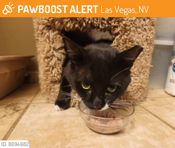 Found/Stray Male Cat in Las Vegas, NV 89129 (ID 8094682) PawBoost