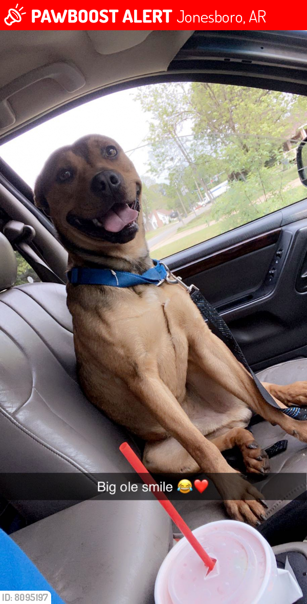 Lost Male Dog in Jonesboro, AR 72401 Named Rocco (ID 8095197) PawBoost