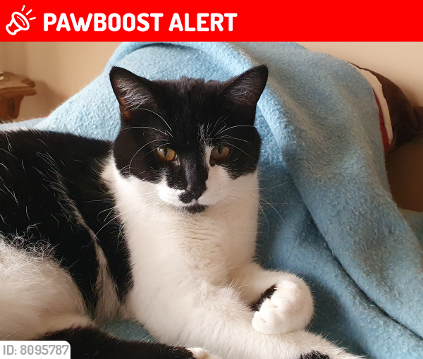 Lost Female Cat last seen Barnes Trail and Brent Avenue, Inver Grove Heights, MN 55077