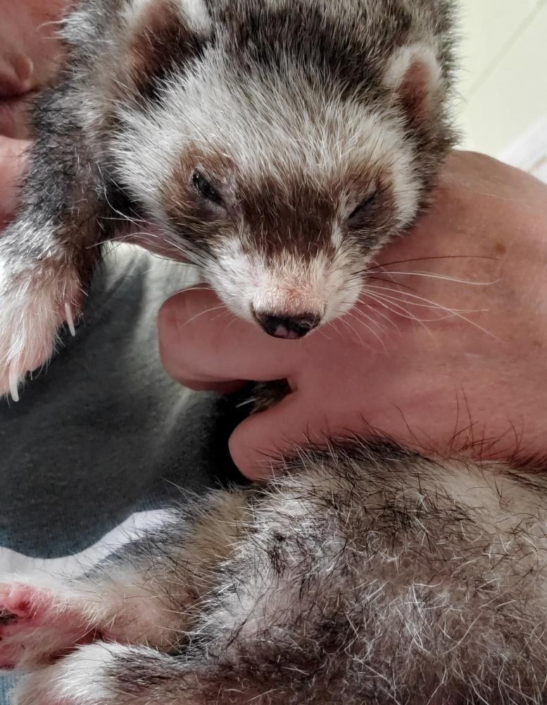 Shelter Stray Female Ferret last seen Rock Island Rd Springfield VA 22150, Fairfax County, VA, Fairfax, VA 22032
