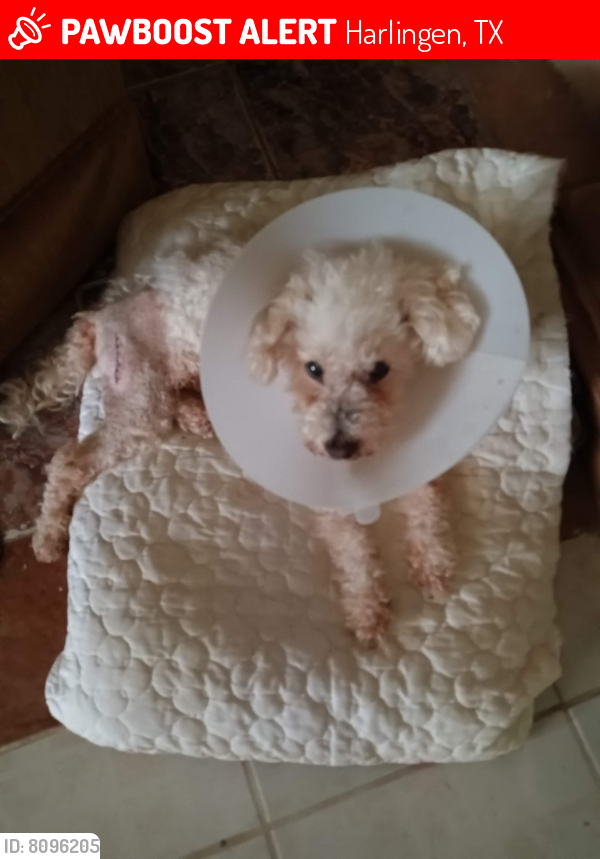 Lost Male Dog in Harlingen, TX 78550 Named Capullo (ID 8096205) PawBoost