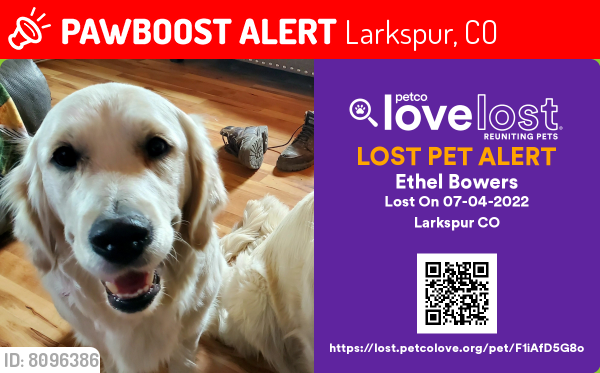 Lost Female Dog last seen Downtown Larkspur , Larkspur, CO 80118