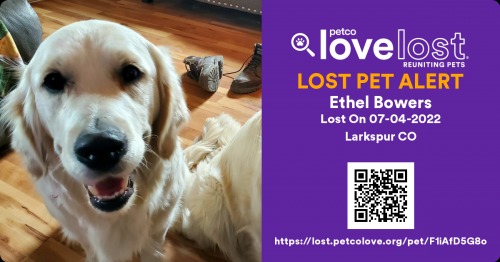 Lost Female Dog last seen Downtown Larkspur , Larkspur, CO 80118