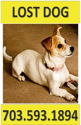 Lost Female Dog last seen Granite and Marble, Chantilly, VA 22033