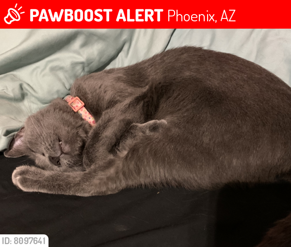 Lost Female Cat last seen Near west Avalon drive , Phoenix, AZ 85033