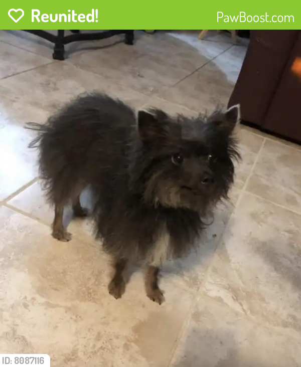 Reunited Female Dog in Homestead, FL 33035 (ID: 8087116) | PawBoost