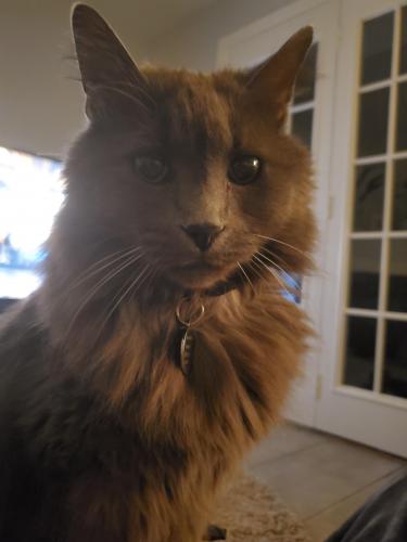 Lost Male Cat last seen Kingstowne , Alexandria, VA 22315