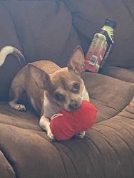 Lost Male Dog last seen Southern and Baltic, Rio Rancho, NM 87124