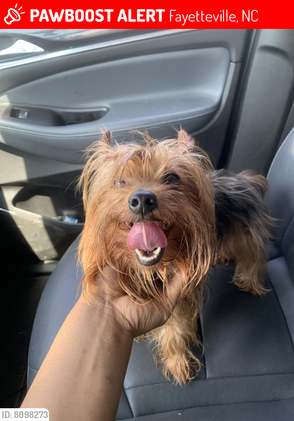 Lost Male Dog in Fayetteville, NC 28311 Named Idk (ID 8098273) PawBoost