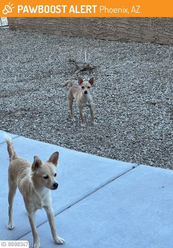 Found/Stray Unknown Dog last seen 31st and Paradise Lane, Phoenix, AZ 85032