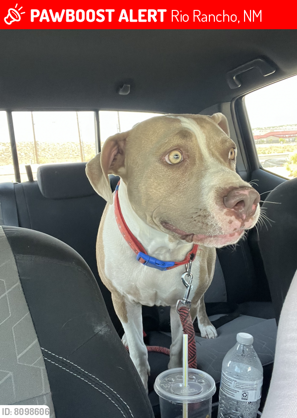 Lost Male Dog last seen Panorama Heights and Maricopa Dr, Rio Rancho, NM 87124