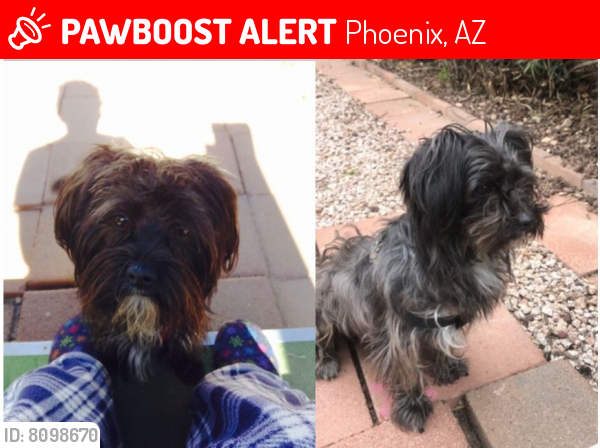 Lost Male Dog last seen 7th Street and Unionhills, Phoenix, AZ 85022