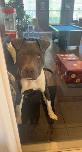 Found/Stray Unknown Dog last seen 98th and Gibson SW Diamond Mesa s, Albuquerque, NM 87121