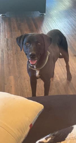 Found/Stray Unknown Dog last seen 98th and Gibson SW (Diamond Mesa s), Albuquerque, NM 87121