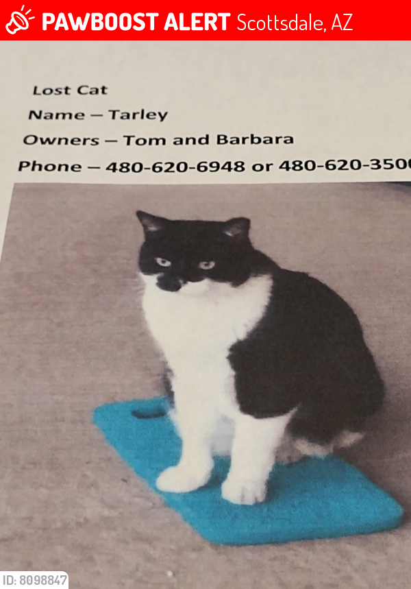 Lost Male Cat last seen Near street/Edward , Scottsdale, AZ 85250