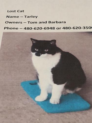 Lost Male Cat last seen Near street/Edward , Scottsdale, AZ 85250
