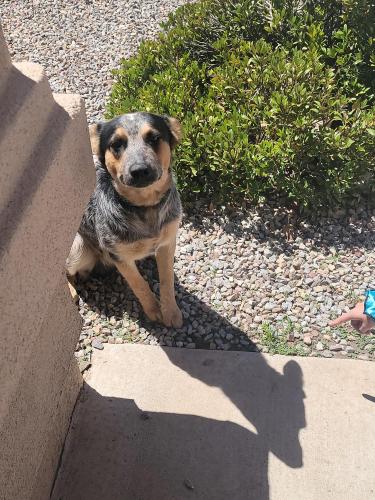 Found/Stray Female Dog last seen Northern and unser, Rio Rancho, NM 87144