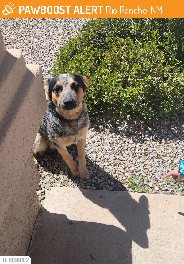 Found/Stray Female Dog last seen Northern and unser, Rio Rancho, NM 87144