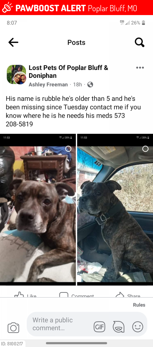 Poplar Bluff, MO Lost Male Dog, Rubble Is Missing PawBoost