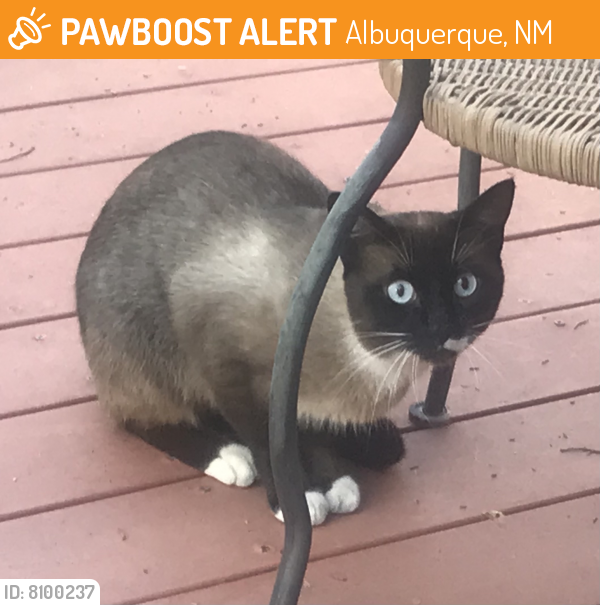 Found/Stray Male Cat last seen Indian School and Wyoming, Albuquerque, NM 87110