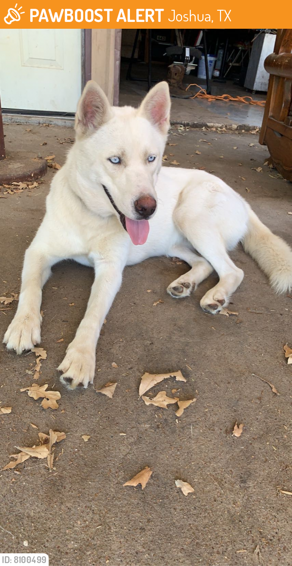 Found/Stray Female Dog in Joshua, TX 76058 (ID 8100499) PawBoost