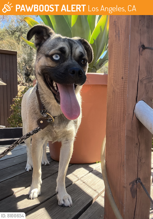 Surrendered Female Dog in Los Angeles, CA 90046 (ID 8100654) PawBoost