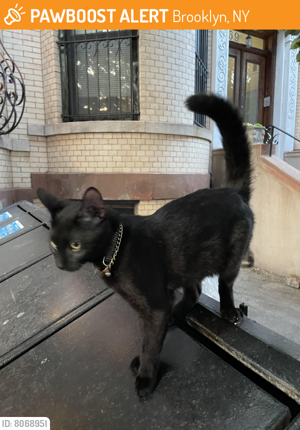 Found/Stray Male Cat in Brooklyn, NY 11225 (ID 8068951) PawBoost