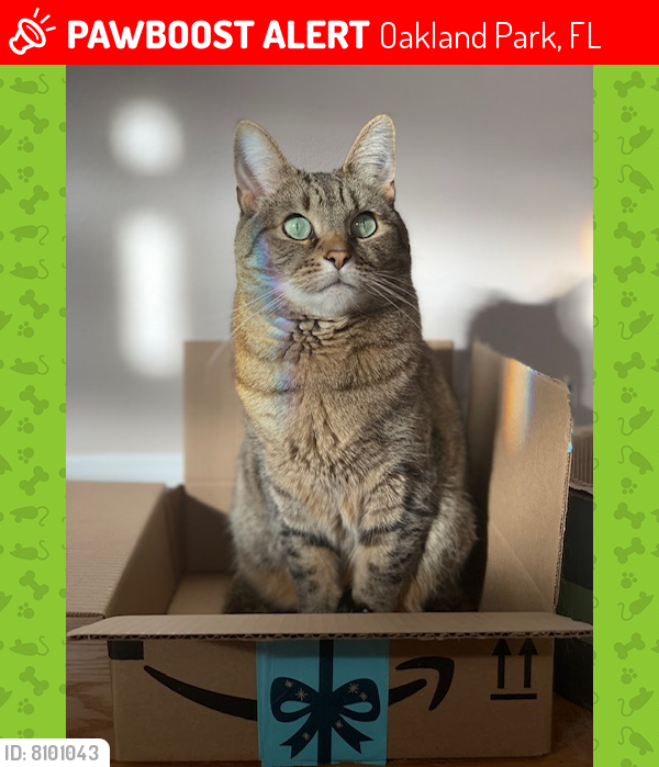 Lost Female Cat last seen 16th Ave and Oakland Park Blvd, Oakland Park, FL 33334