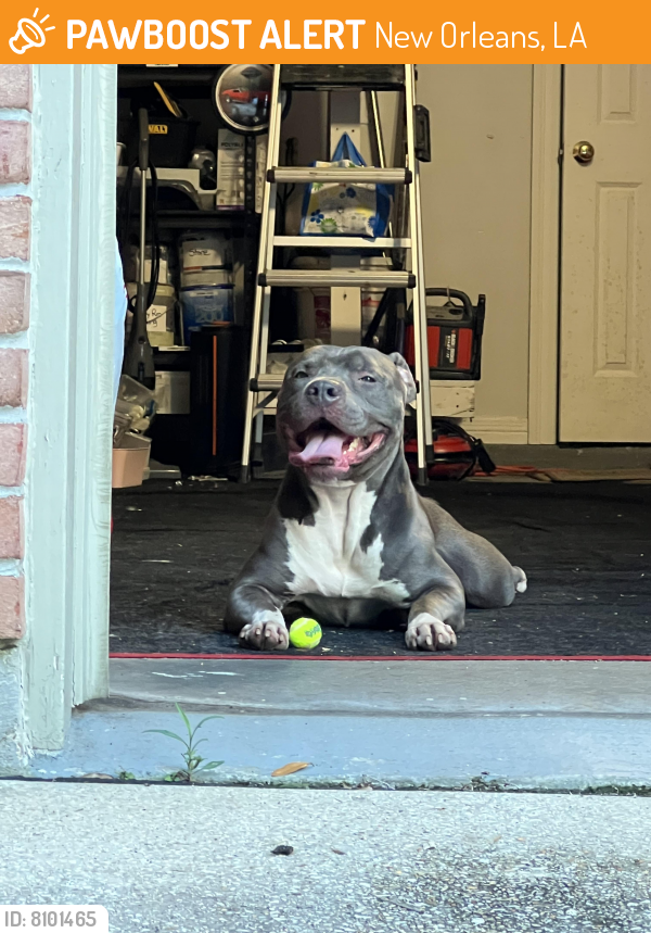 Found/Stray Male Dog in New Orleans, LA 70131 (ID 8101465) PawBoost