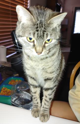 Lost Female Cat last seen Unser and Mcmahon, Albuquerque, NM 87114