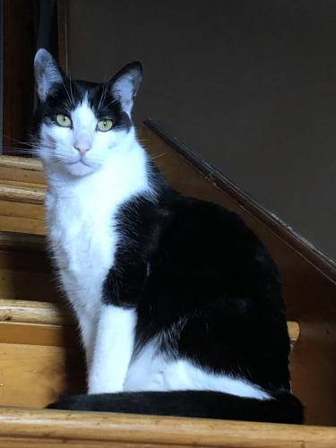 Lost Male Cat last seen French St & Riverside Ave , Watertown, CT 06779