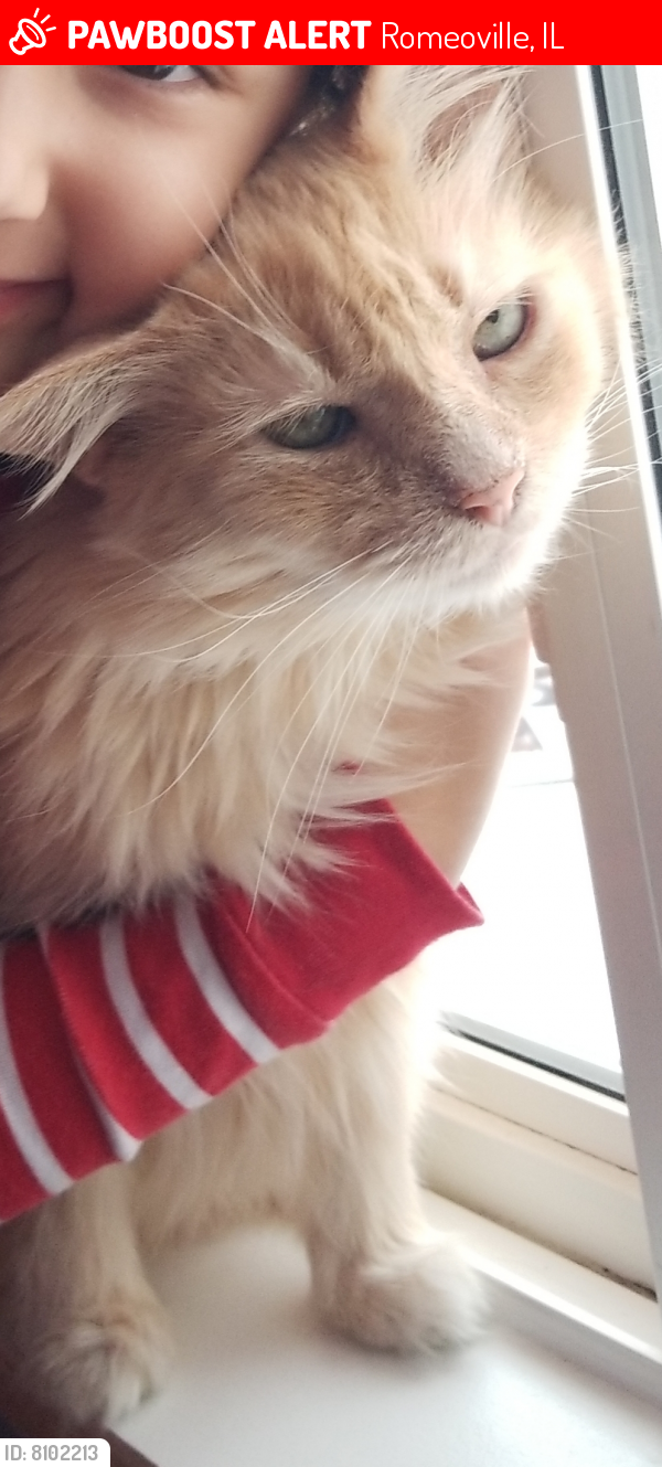 Lost Male Cat last seen Airport rd and Weber rd., Romeoville, IL 60446