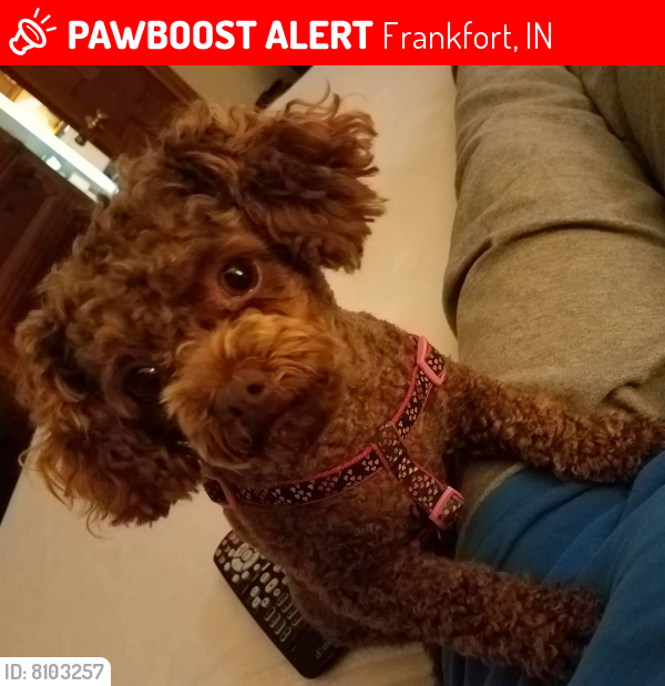 Lost Female Dog last seen SR 29, Frankfort, IN 46041