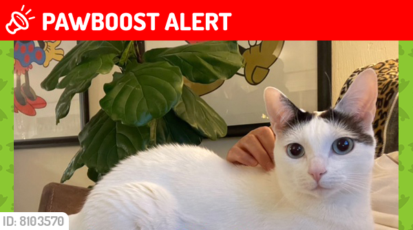 Lost Female Cat last seen Ganado Drive near Marymount University, Rancho Palos Verdes, CA 90275