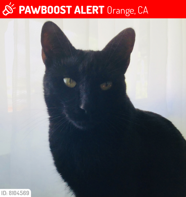Lost Male Cat last seen Cambridge/buckeyewood , Orange, CA 92865