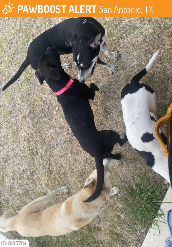 Found/Stray Male Dog in San Antonio, TX 78252 (ID 8105784) PawBoost