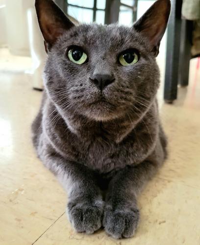 Lost Male Cat last seen Near Etienville rd, Fort Bragg, NC, Fort Bragg, NC 28307