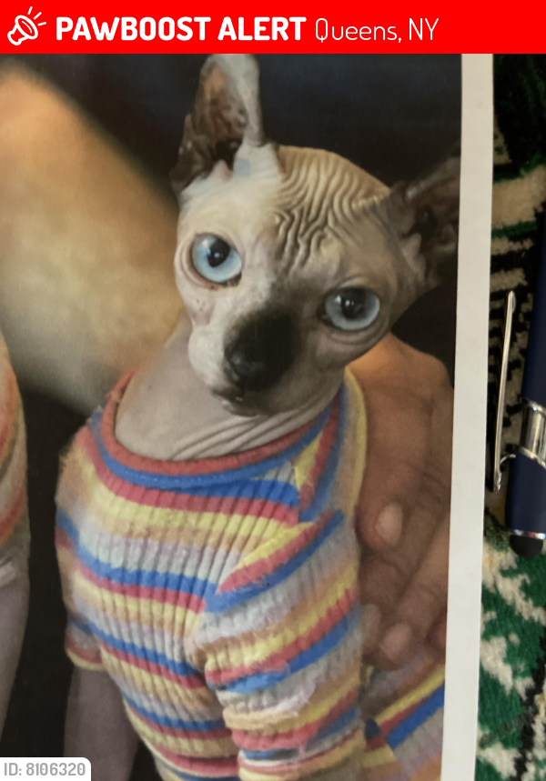Deceased Female Cat last seen 155-22 Jewel ave, Queens, NY 11367