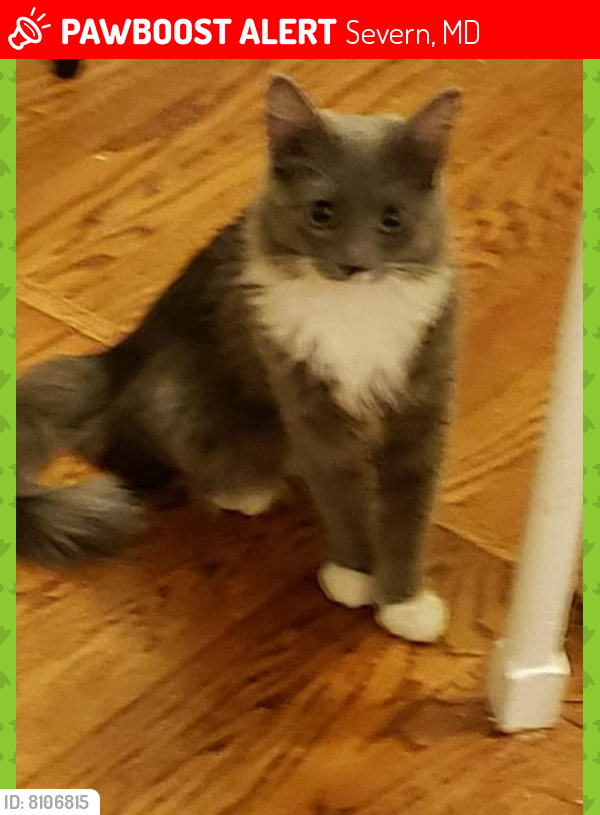 Lost Female Cat last seen Franklin ave , Severn, MD 21144