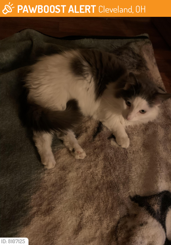 Found/Stray Male Cat last seen W140 and Tyler Ave, Cleveland, OH 44111