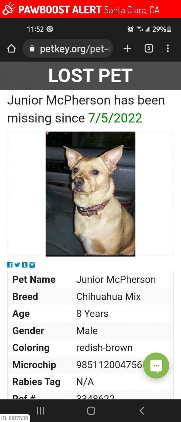 Lost Male Dog last seen El Camino Real and Nobili Jack in the Box , Santa Clara, CA 95051