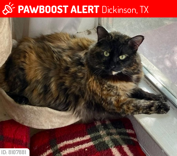 Lost Female Cat in Dickinson, TX 77539 Named Fable (ID 8107881) PawBoost