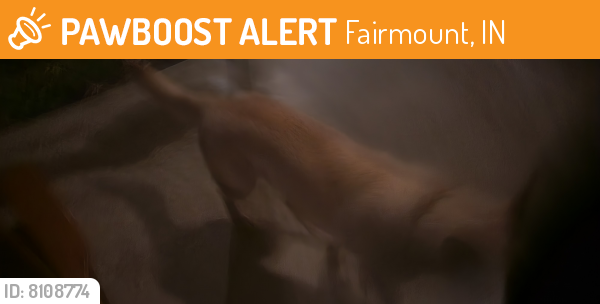 Found/Stray Male Dog last seen Near train track/park, Fairmount, IN 46928