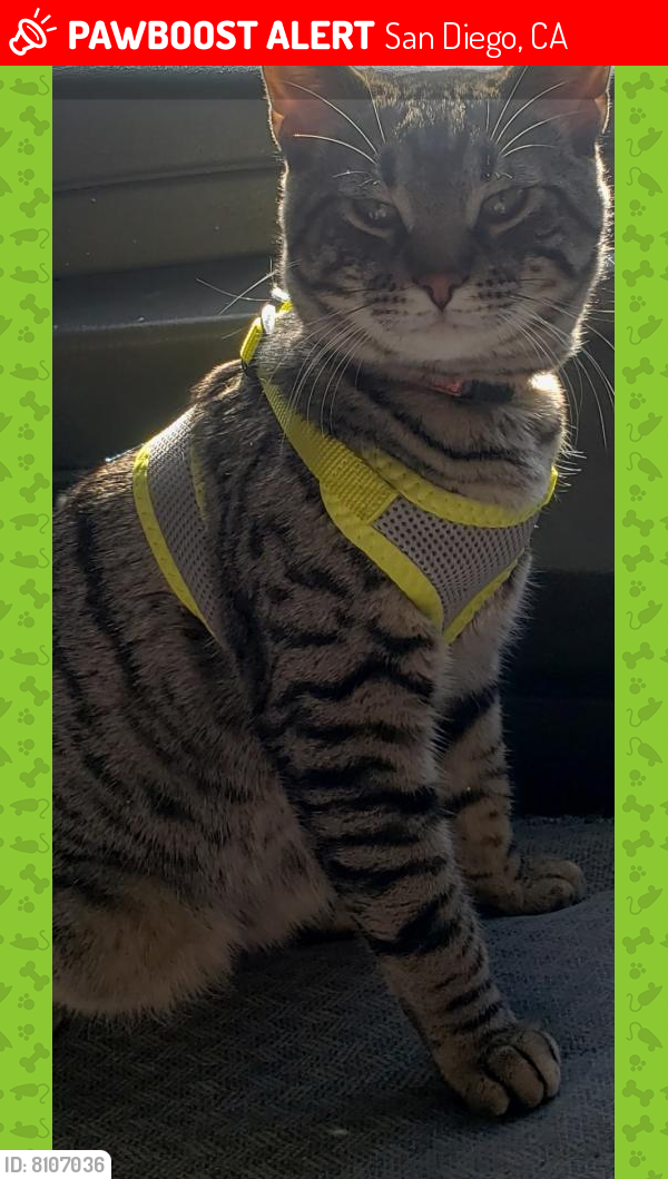 Lost Male Cat last seen By the model boat pond in Mission Bay park , San Diego, CA 92109