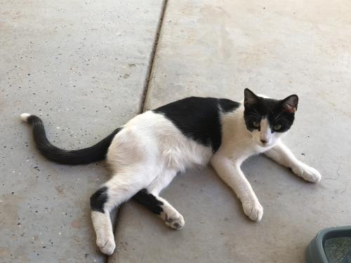 Lost Female Cat last seen MC 85 and Shepards Trail, Buckeye, AZ 85326