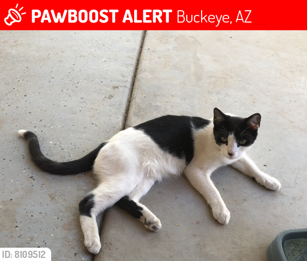 Lost Female Cat last seen MC 85 and Shepards Trail, Buckeye, AZ 85326