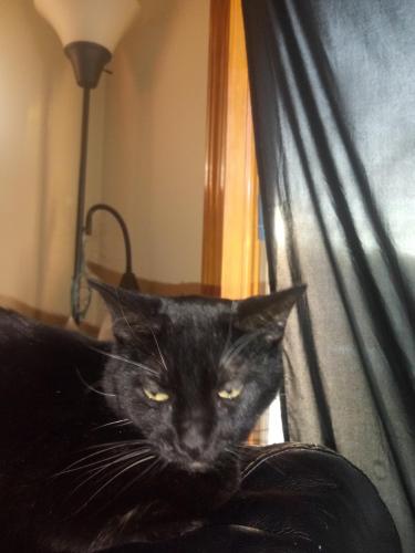 Lost Female Cat last seen Belden and 74th avenue, Chicago, IL 60707